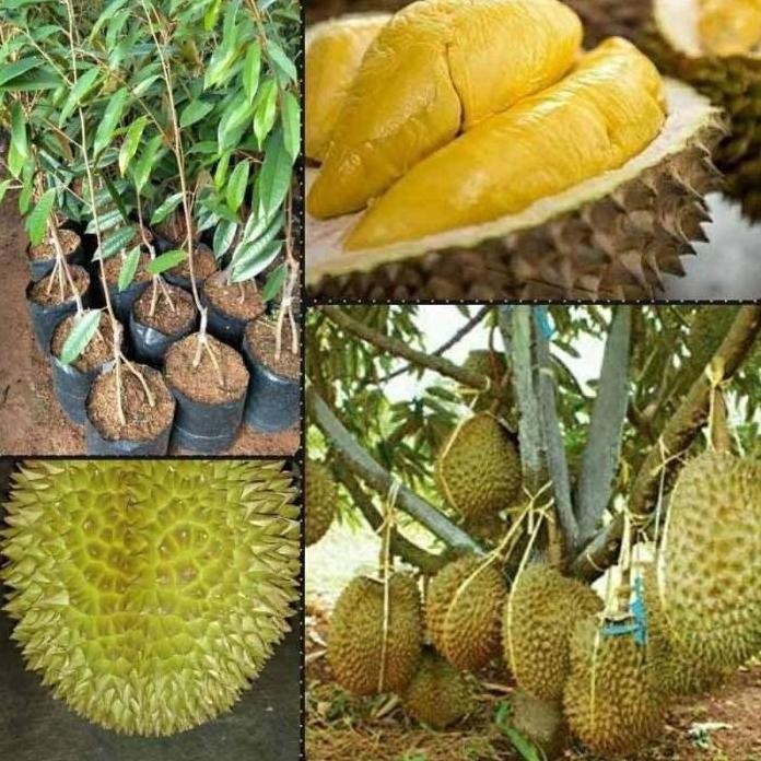

Terlaris Bibit Buah Durian Montong Kaki 3 Okulasi Unggul Genjah