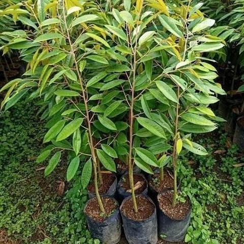 

Terlaris Bibit Durian Okulasi Cepat Berbuah -