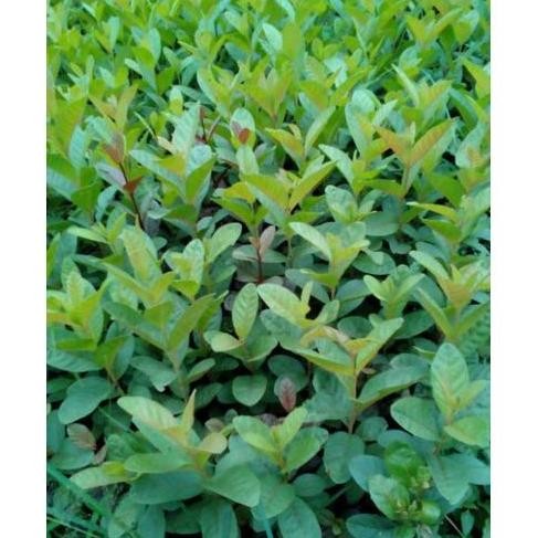 

Terlaris Bibit Jambu Biji Seedling Unggul