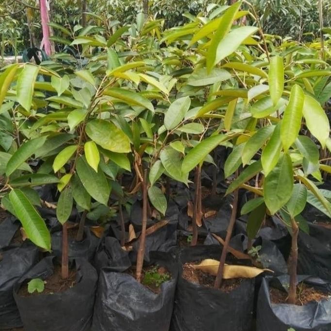 

Terlaris Bibit Durian Musang King Mport