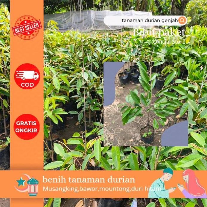 

Terlaris Benih Tanaman Durian Duri Hitam Dan Lainnya - Model Baru Bibit