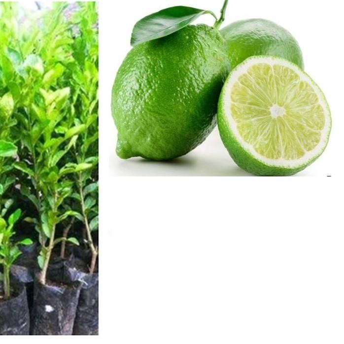 

Terlaris Bibit Tanaman Pohon Jeruk Nipis Jaminan Asli