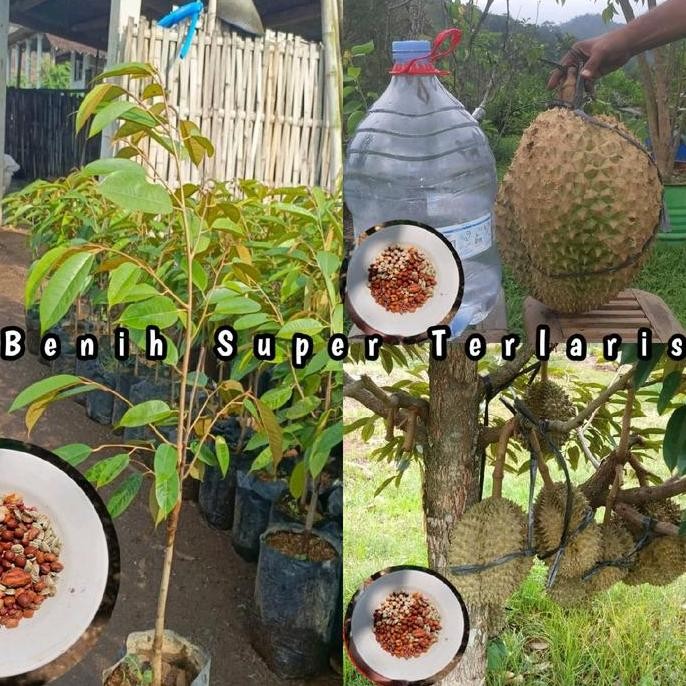 

Terlaris Benih Bibit Tanaman Durian Tembaga Asli Berkualitas Unggulan