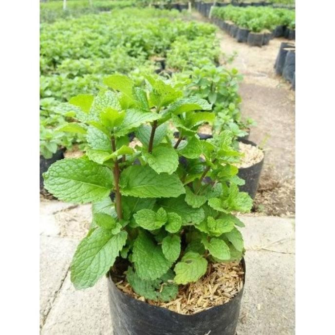 

Terlaris New Tanaman Herbal Daun Mint / Bibit Tanaman Spearmint / Bibit Tanaman
