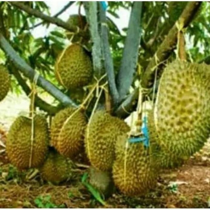 

Terlaris Bibit Durian Montong Super