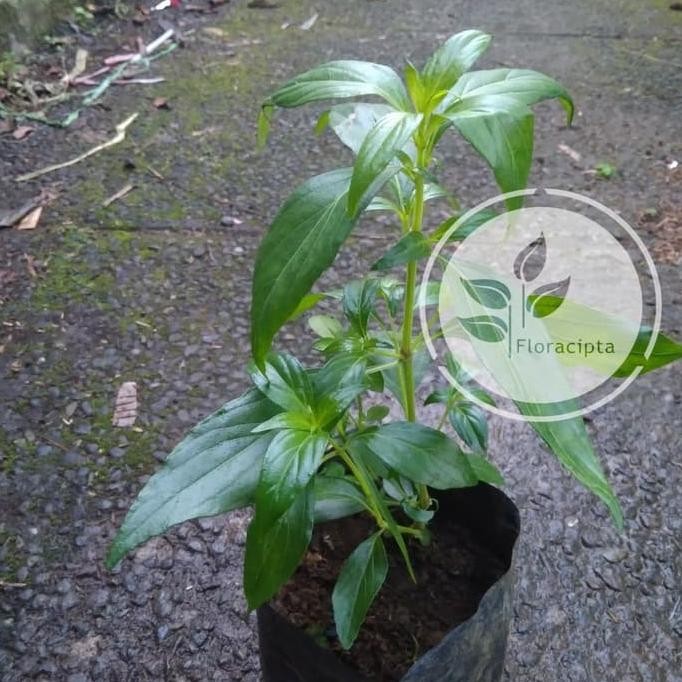 Terlaris Bibit Tanaman Sambiloto Pohon Sambiloto Bibit Daun Sambiloto Obat