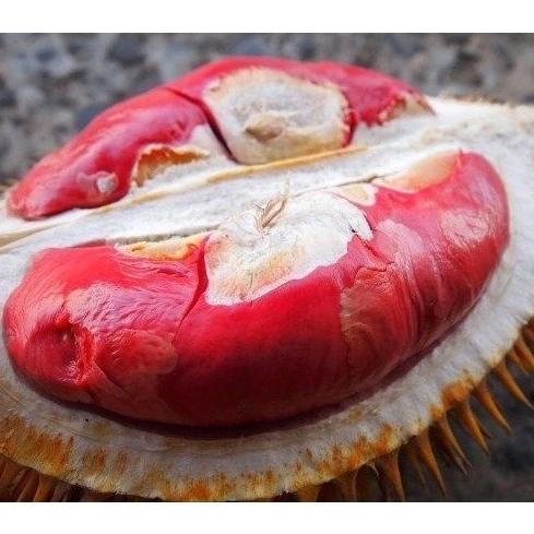 

Terlaris Bibit Durian Merah Kaki 3 Unggul Siap Tanam Bisa Ditanam Dalam Pot