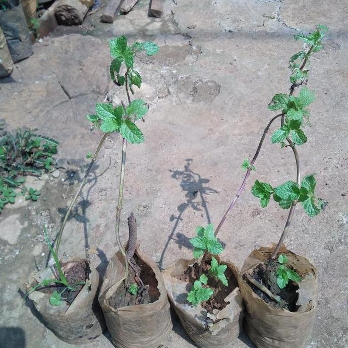 

Terlaris Bibit Tanaman Daun Mint - Tanaman Herbal Banyak Kegunaan