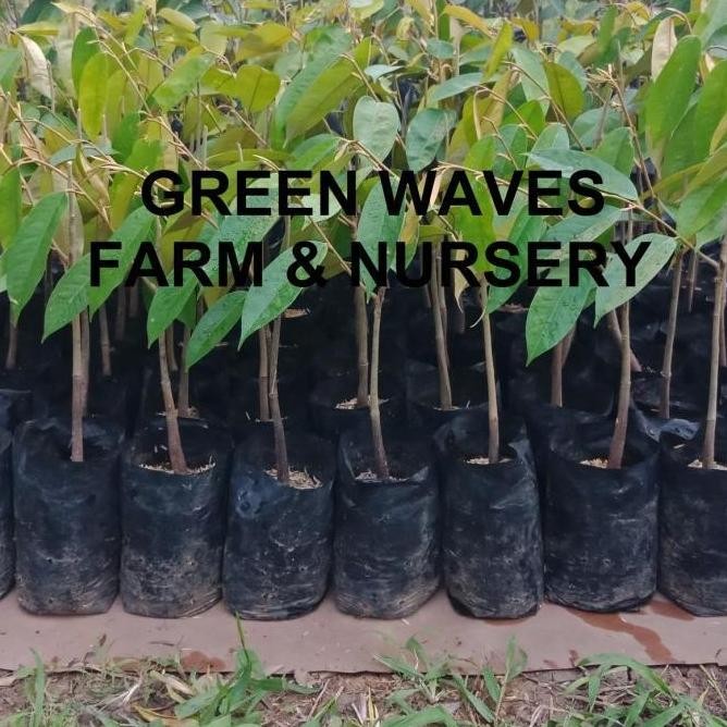 

Terlaris Bibit Durian Green Skin/H15 40 Cm - 50 Cm