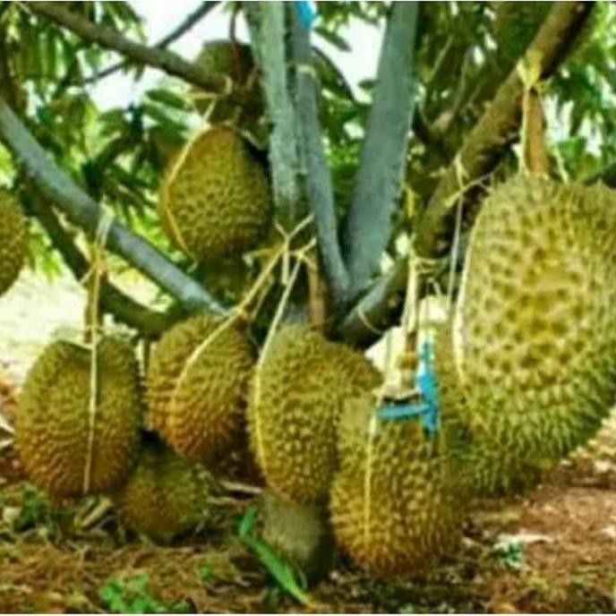 

Terlaris Bibit Durian Montong Super