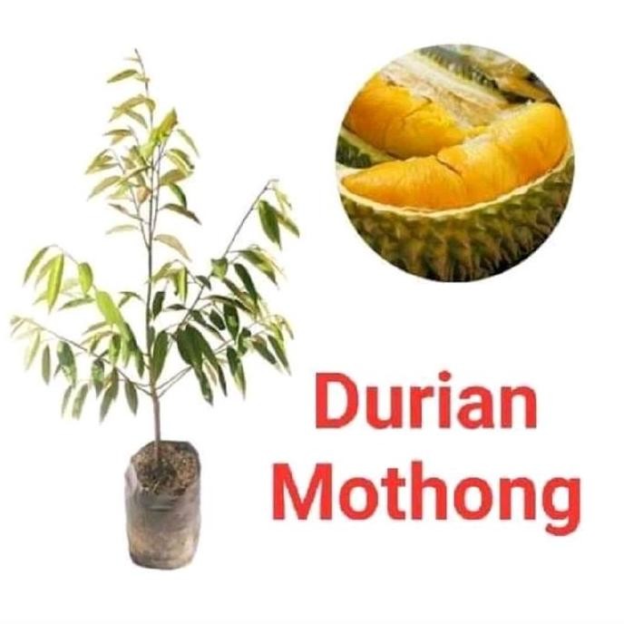 

Terlaris Bibit Tanaman Durian Montong Hasil Okulasi Siap Di Order