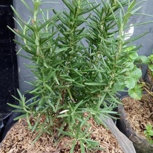 

Terlaris Tanaman Rosemary-Bibit Rosemary