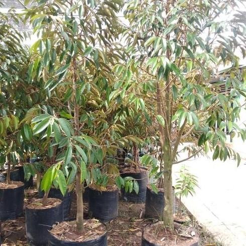 

Terlaris Paket 2 Bibit Durian Montong Dan Musang King Batang Besar 1 Meter 70Cm