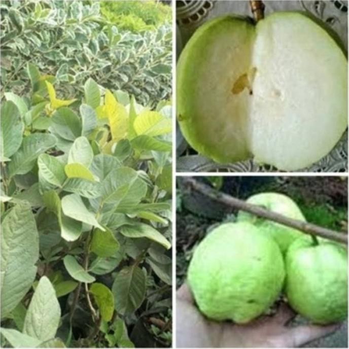 

Terlaris Bibit Jambu Kristal Tanpa Biji - Jambu Kristal Seedless Non Biji