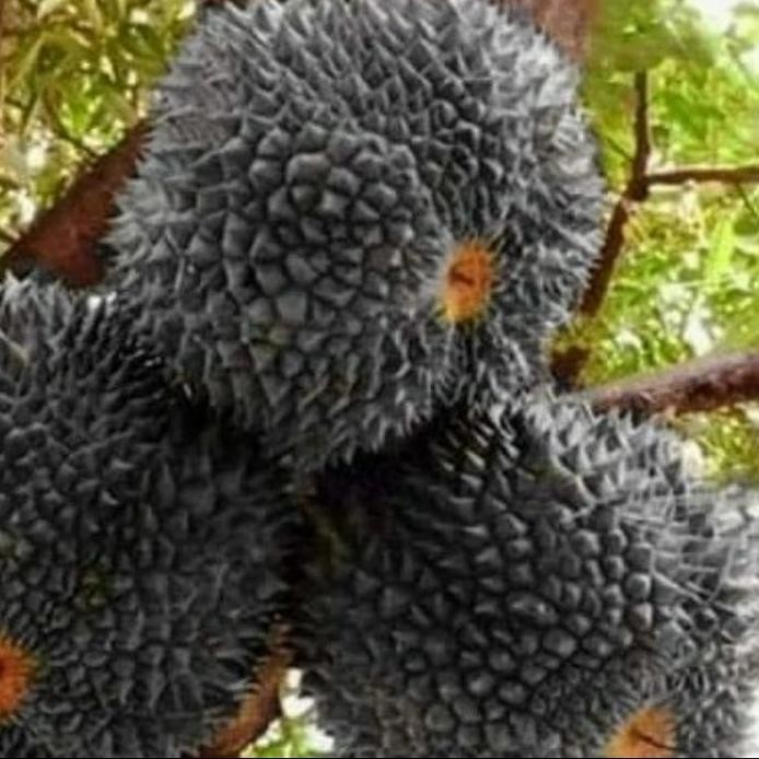 

Terlaris Bibit Tanaman Buah Durian Duri Hitam