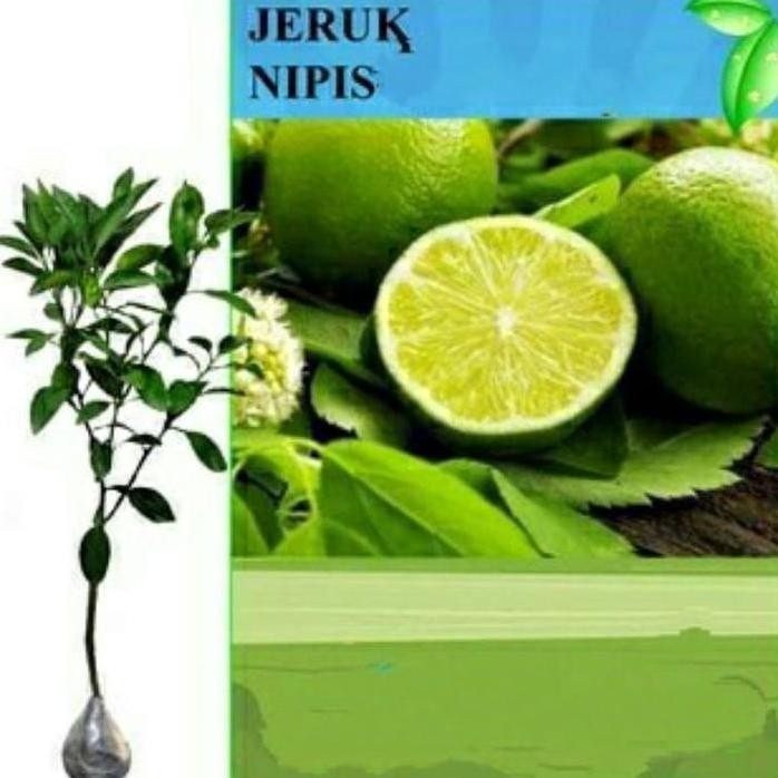 

Terlaris Bibit Jeruk Nipis