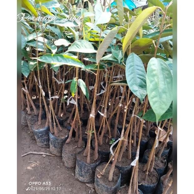 

Terlaris Terlaris Bibit Durian Musangking Kaki 3 Selling Unggul(Beli 5 Gratis