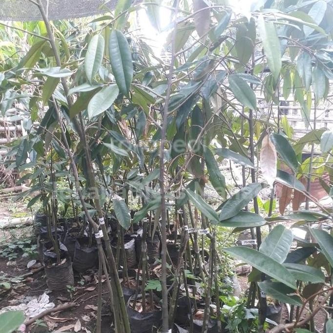 

Terlaris Jual Bibit Manado Minahasa Durian Musangking Kaki3 1,5 Meter Okulasi