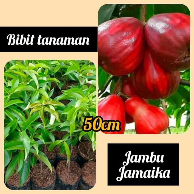 

Terlaris Bibit Jambu Jamaika 50 Cm Up