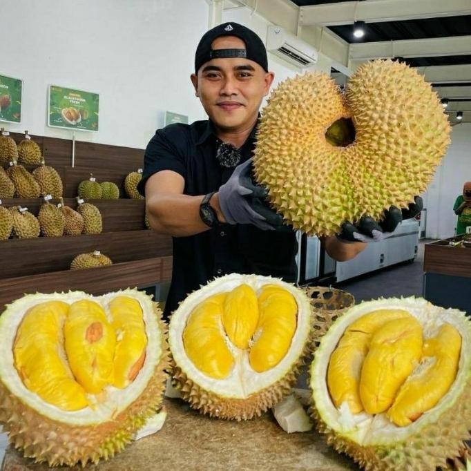 

Terlaris Bibit Durian D24 Tinggi 1 Meter Batang Besar
