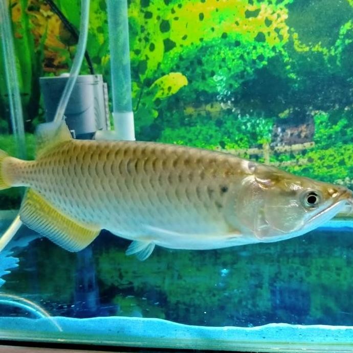 Terlaris Hiasan Aquarium Arowana Irian Jardini Papua Gold Metal Big Size Tankma