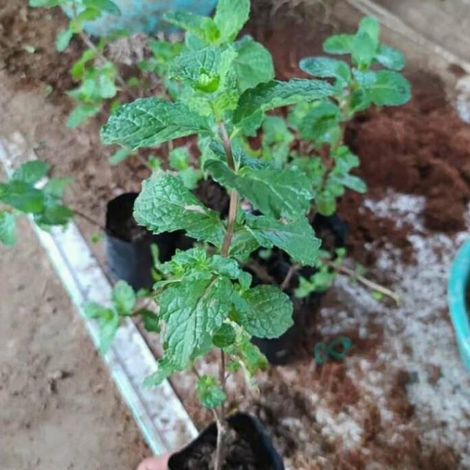 

Terlaris Bibit Tanaman Daun Mint Herbal | Tanaman Daun Mint