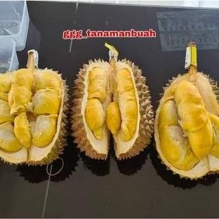 

Terlaris Bibit Durian Monthong Unggul Hasil Okulasi Cepat Berbuah Super