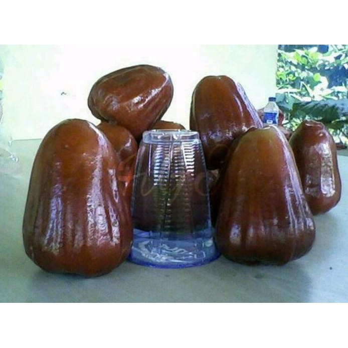 

Terlaris Bibit Tanaman Buah Jambu Air Giant Rose