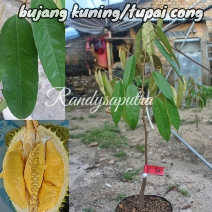 

Terlaris Bibit Durian Tupai Chong/Bujang Kuning Dan Katon An Bangka Sbb16