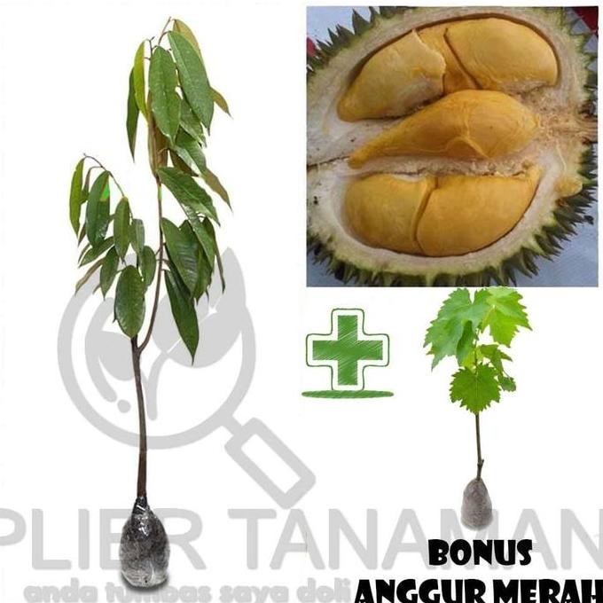 

Terlaris Bibit Buah Durian Bawor Bonus Anggur Merah