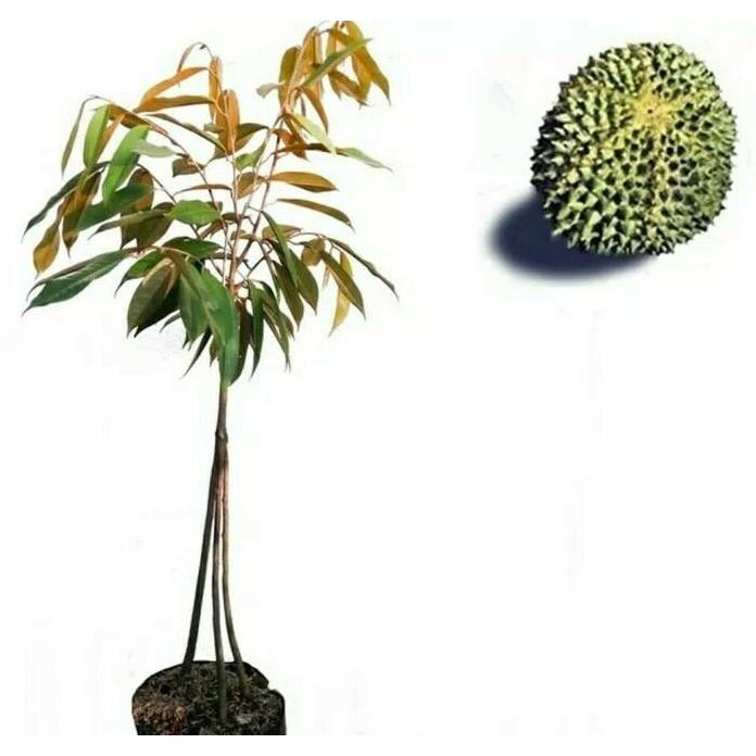 

Terlaris Bibit Tanaman Durian Duri Hitam Kaki 3