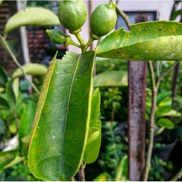 

Terlaris Bibit Tanaman Buah Jeruk Nipis Manis Bb90