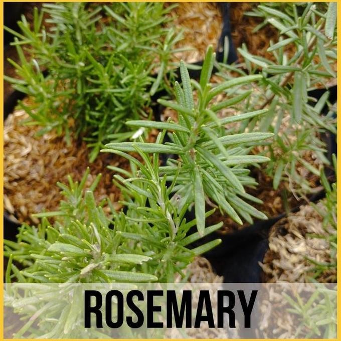

Terlaris Tanaman Rosemary Bunga Rosemarin Bibit Bunga Rosemari Daun Rosemary Ta