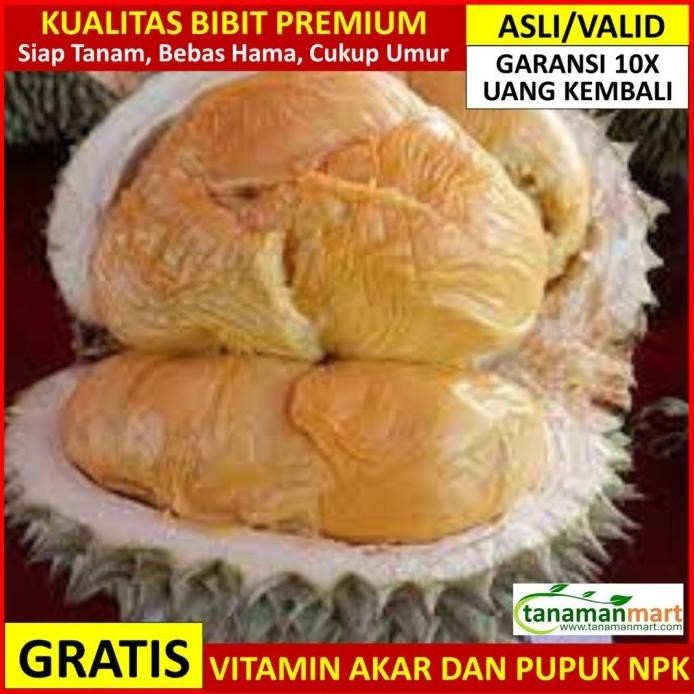 

Terlaris Bibit Durian Duri Hitam Asli Bergaransi, Pohon Buah Duren Ochee Valid