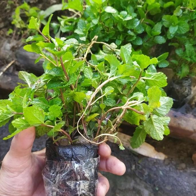

Terlaris Bibit Tanaman Mint Super Daun Lebat