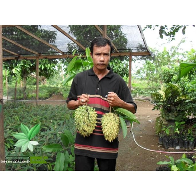 

Terlaris Terupdate Bibit Srikaya Durian Biriba Okulasi Cepat Berbuah / Tanaman