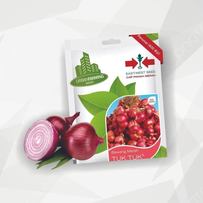 

Terlaris Ready Fresh Benih Bibit Bawang Merah Tuktuk