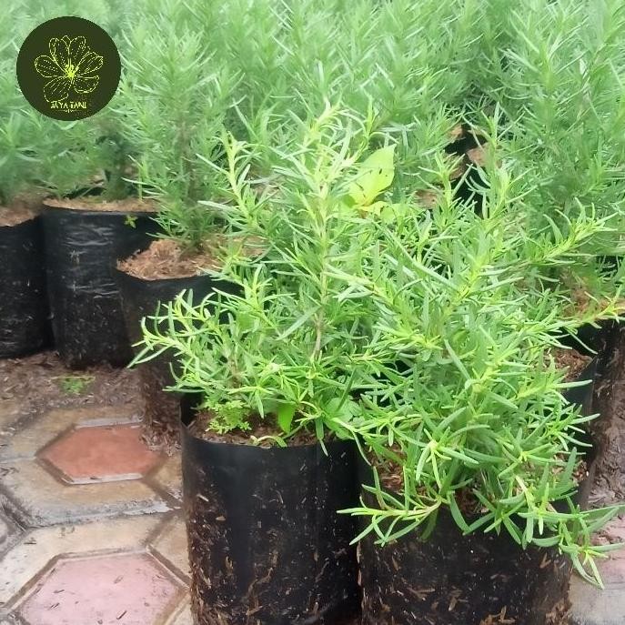 

Terlaris Bibit Tanaman Rosemary