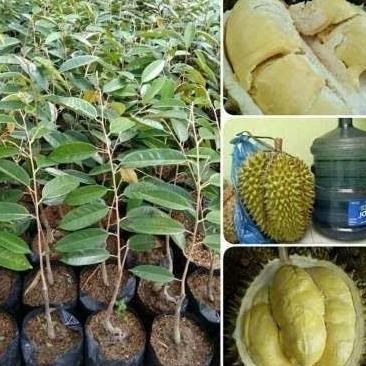 

Terlaris Bibit Tanaman Buah Durian Bawor Okulasi