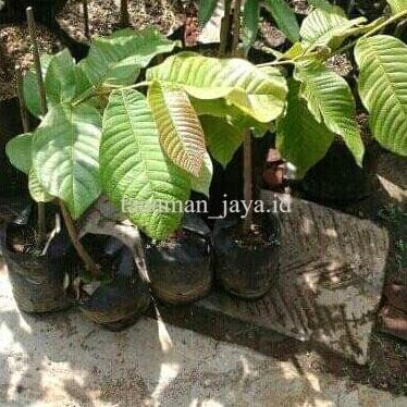 

Terlaris Ready Bibit Surikaya Durian/Soncoya Ozfimg 9672Bx