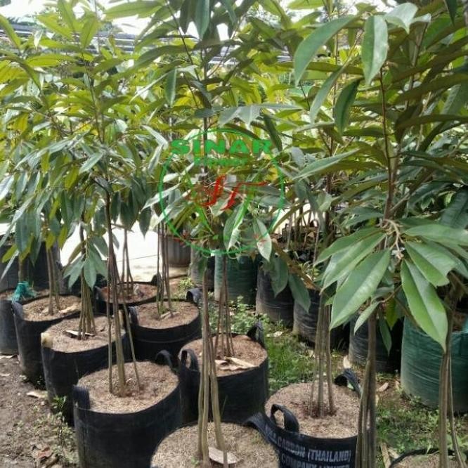 

Terlaris Pohon Durian Musang King Kaki 3/ Tanaman Durian/Bibit Durian Unggul