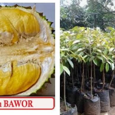 

Terlaris Bibit Durian Bawor