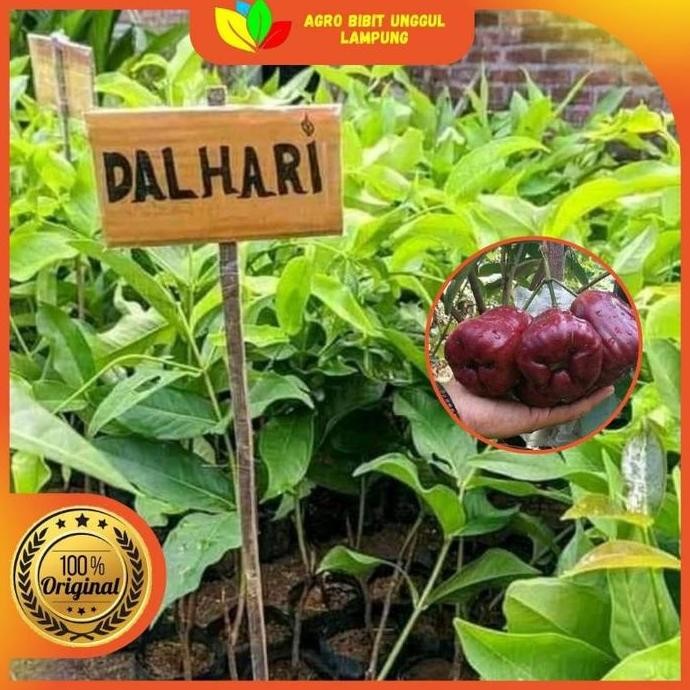 

Terlaris Bibit Jambu Air Dalhari Asli Supertanaman Okulasi Cepat Berbuah