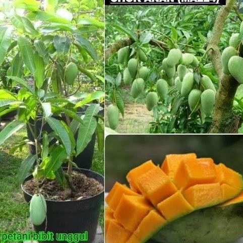 Bibit mangga chokanan pohon mangga cepat berbuah ukuran besar
