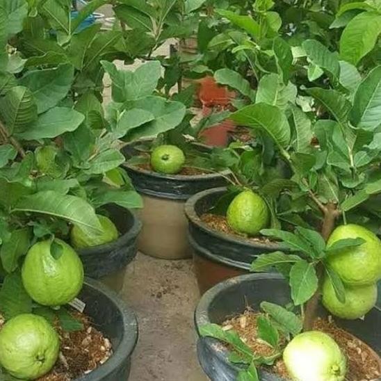 

Terlaris Pohon Jambu Kristal Kondisi Berbuah Bibit Pohon Jambu Kristal Cccc