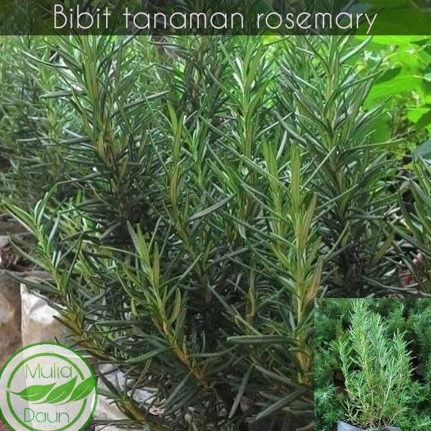 

Terlaris Bibit Tanaman Daun Rosemary/Pohon Rosemarry