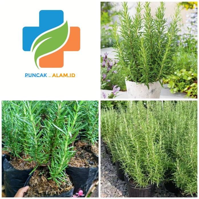 

Terlaris Bibit Tanaman Rosemary Pohon Rosemary