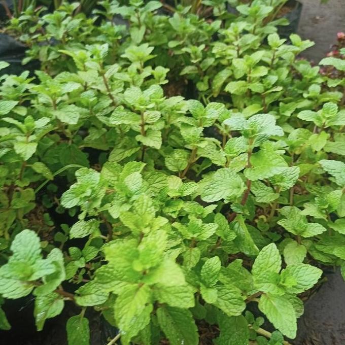 

Terlaris Bibit Tanaman Herbal Daun Mint