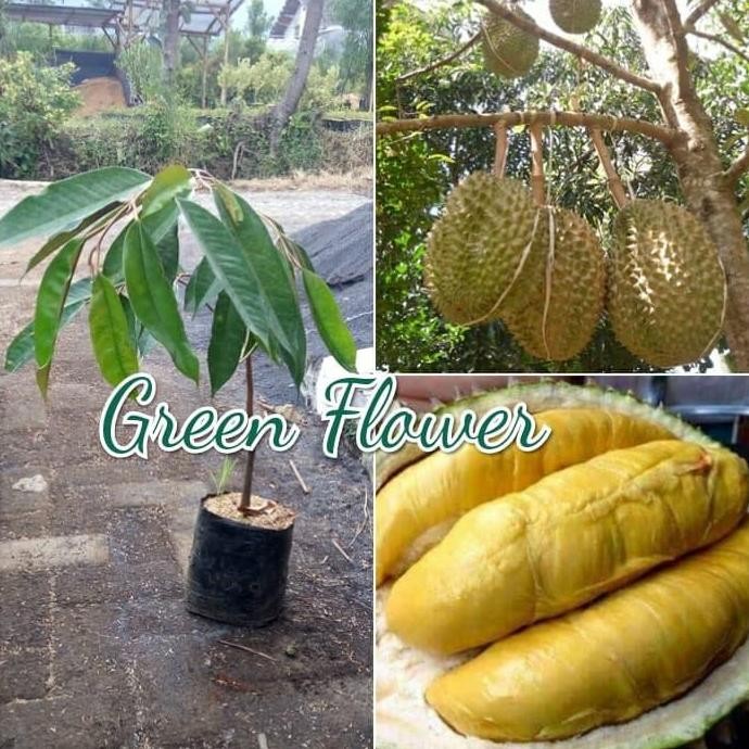 

Terlaris Bibit Durian Montong