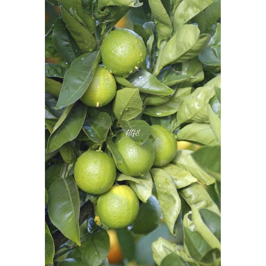 

Terlaris Bibit Tanaman Buah Jeruk Nipis Berbuah Fres